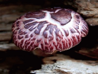 Gymnopilus Purpuratus