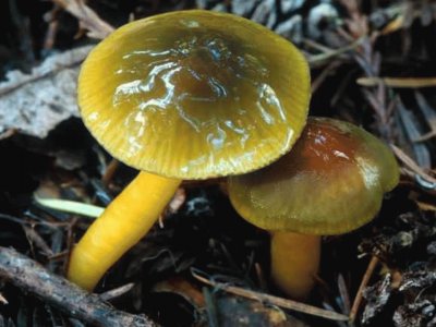 Hygrocibe Psittacina