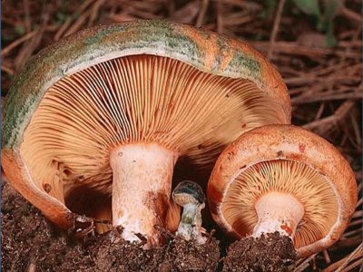 Lactarius Deliciosus (NÃ­scalo)