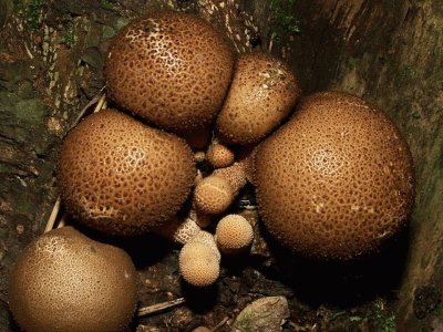 Lycoperdon Pyriforme