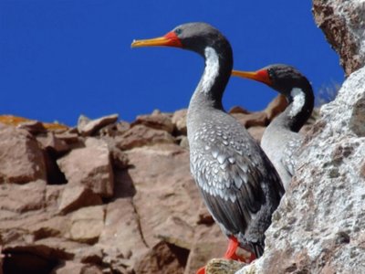 CormorÃ¡n Gris