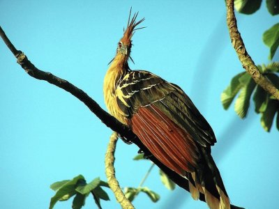 Guacharaca de Agua