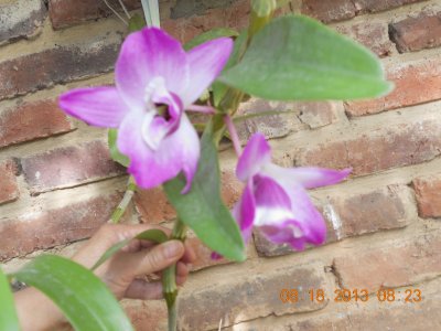 Orquideas