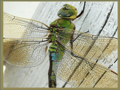 Anax Imperator