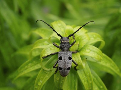 The Longhorn Beetle (Rosalia alpina)