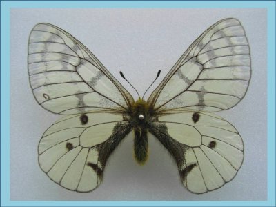 Parnassius Felderi