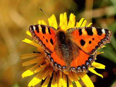 Mariposa  de la Ortiga