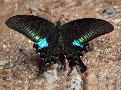 Mariposa Negra