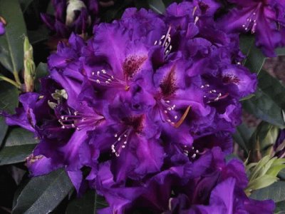 Purple Rhododendron