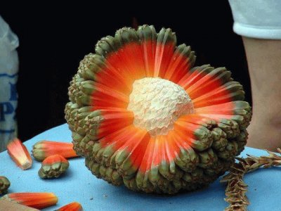 Hawaiian fruit