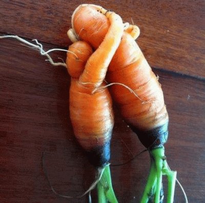 carrot love