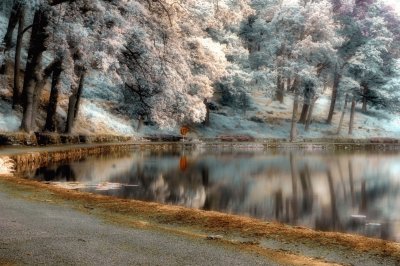 Lake and trees