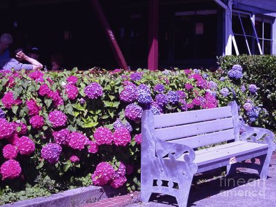 Purple Garden Bench