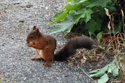 Scoiattolo Rosso a Stoccolma