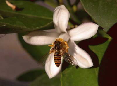 Mosca con livrea di ape