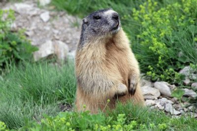 Marmotta