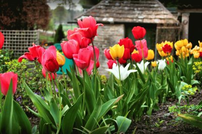 tulips