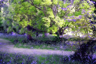 Bluebell wood