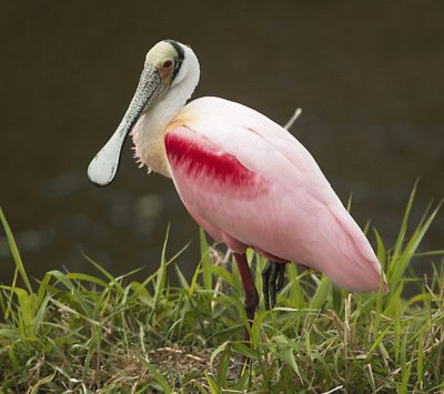 Roseate spoonbill