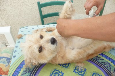 Dora chez le coiffeur