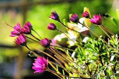 sun drenched leaning flowers