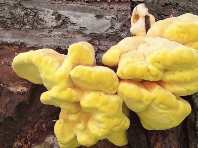 Laetiporus Sulphureus