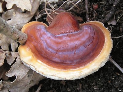 Ganoderma Lucidum