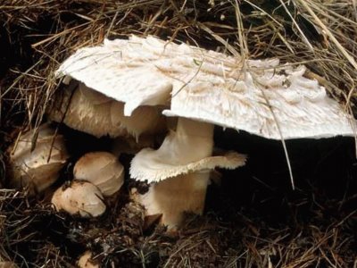 Macrolepiota Rachordes