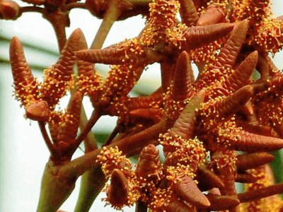 Welwitschia Mirabilis - Africa