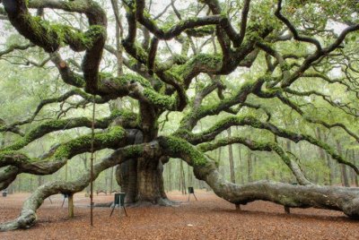 ancient tree