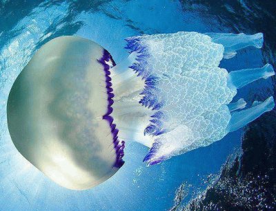 atlantic jellyfish