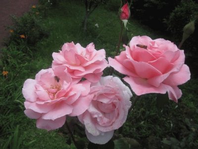 rosas rosadas