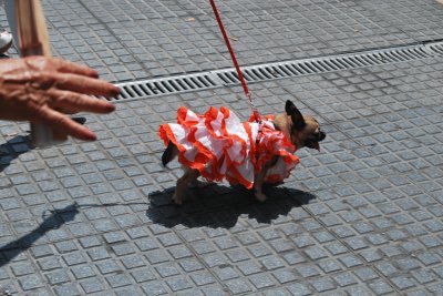 PERRO FLAMENCO