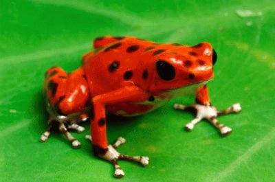 strawberry poison dart fish