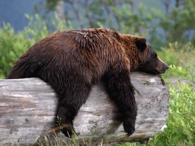 grizzly bear