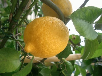 Lemon