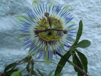 Flor de la PassiÃ³