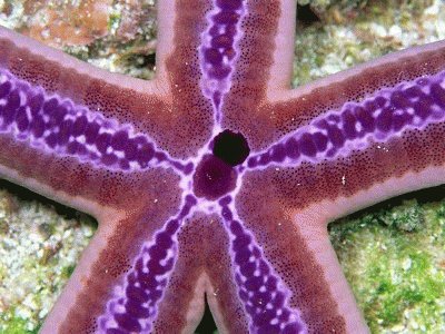 Cool Looking Starfish