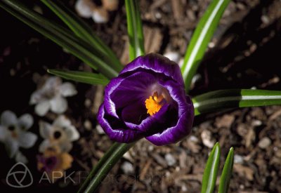 Vivid Purple Crocus