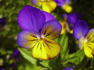 Dainty Purple and Yellow Flowers