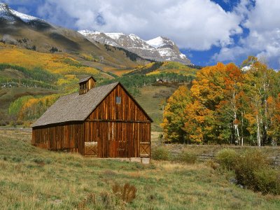 barn and birches