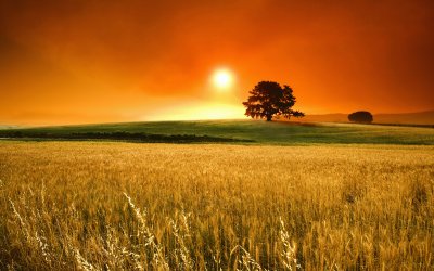 sunrise and field with tree