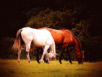 Pair of Horses