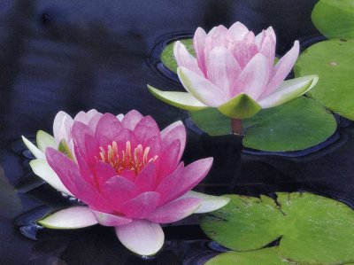 Flor de Lotus