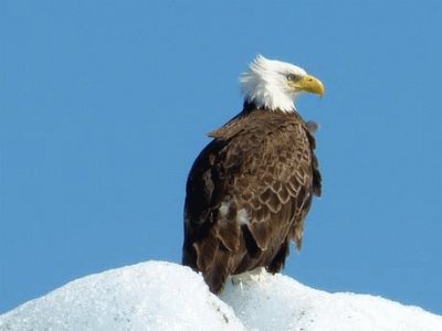 Aquila Calva a Valdez, Alaska