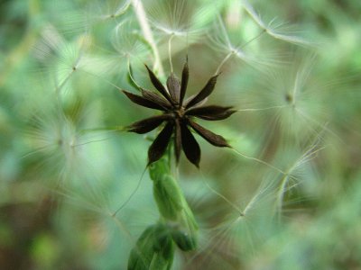 natures ' geometry