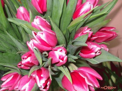 tulipanes