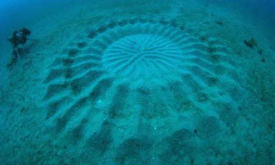 puffer fish construction