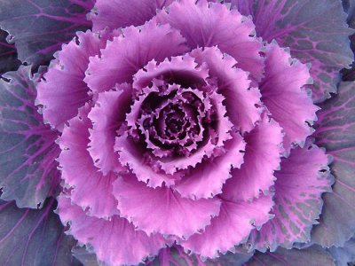 cabbage flower