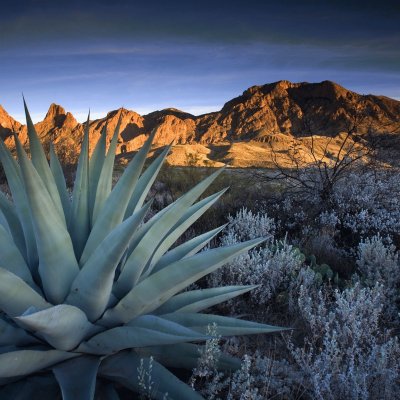 desert landscape